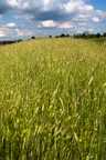 fields_over_my_home_2.jpg